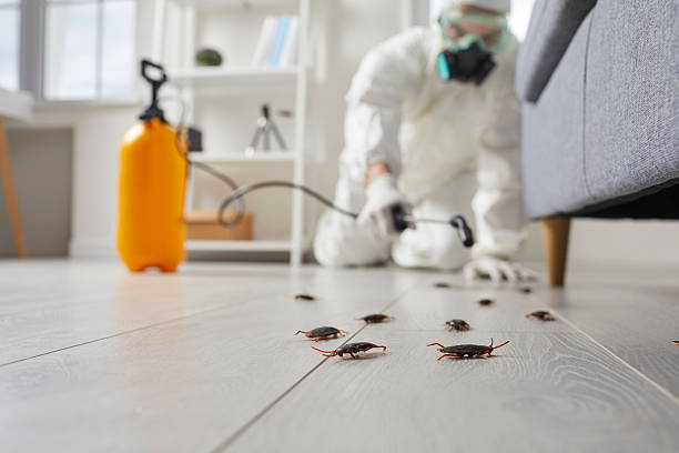 Post-Treatment Bed Bug Interceptor Monitoring in Channelview